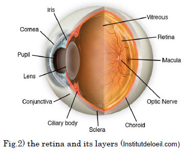 the retina and its layers (Institutdeloeil.com)